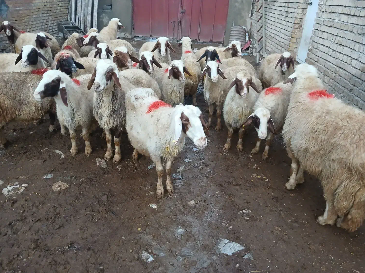 گوسفند سنجابی|حیوانات مزرعه|ماهیدشت, |دیوار