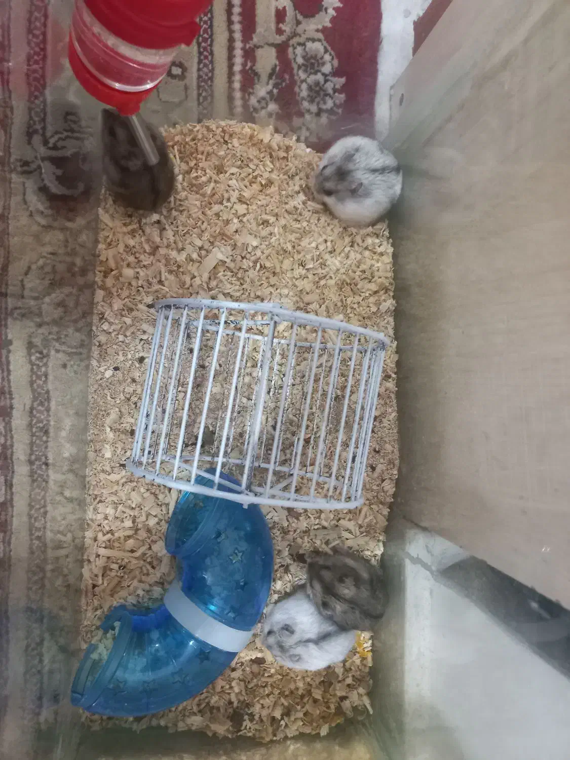 همستر وینتر وایت و کمپل|موش و خرگوش|تهران, مشیریه|دیوار