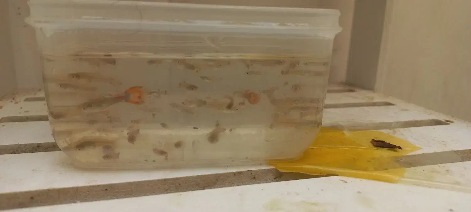 گوپی|ماهی|آران و بیدگل, |دیوار