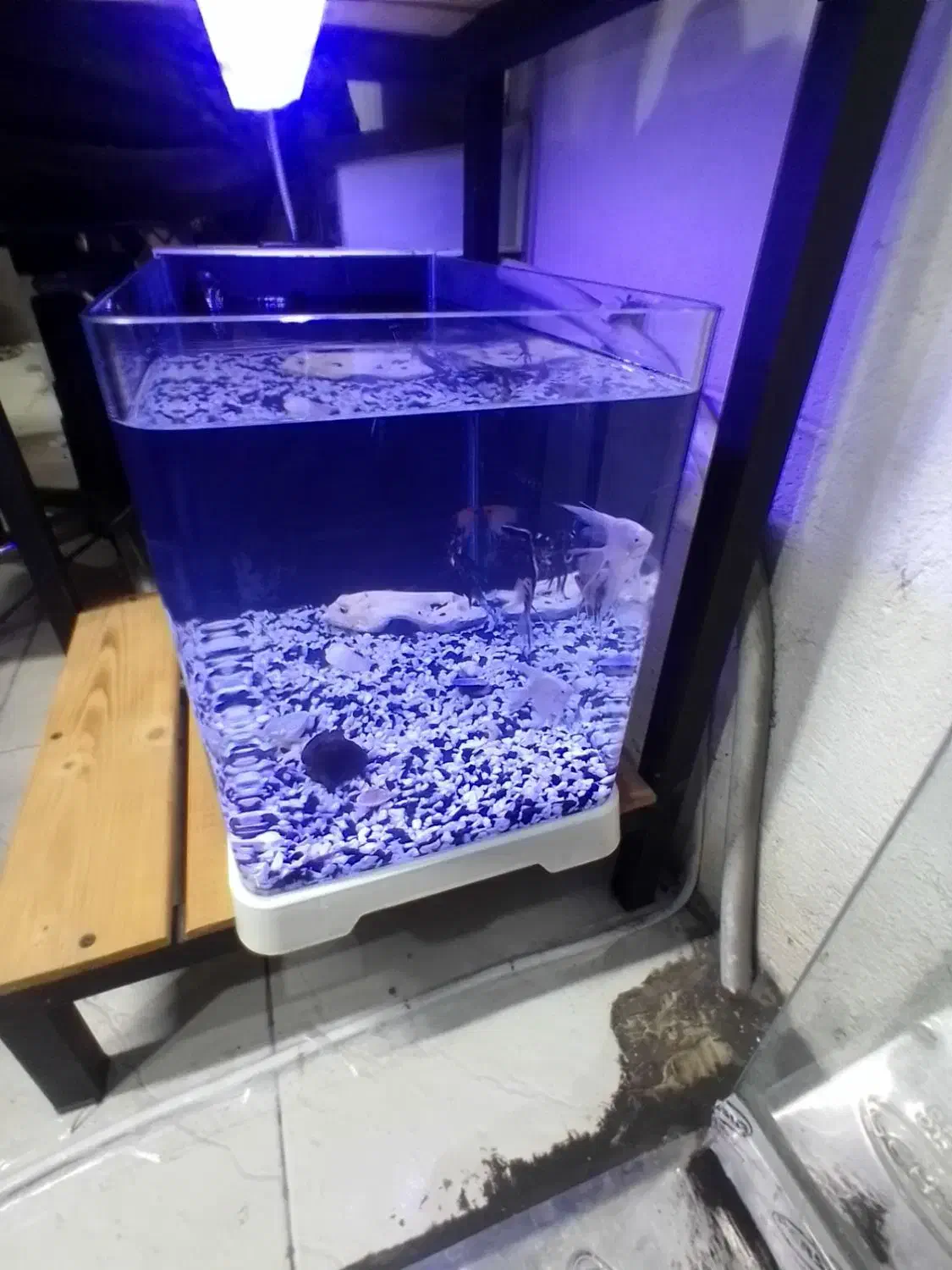 آکواریوم با تمام امکانات و ماهی|ماهی|رشت, حسین آباد|دیوار