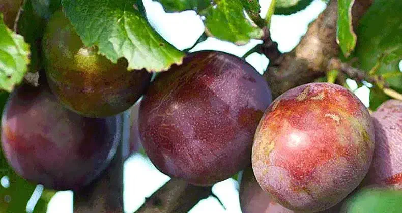 تولید و فروش انواع نهال مثمر و غیر مثمر|خدمات باغبانی و درختکاری|شیراز, بعثت|دیوار