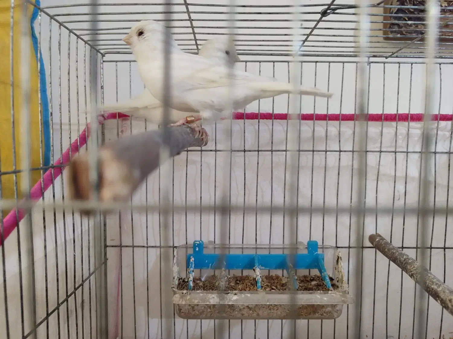 قناری|پرنده|ابهر, |دیوار