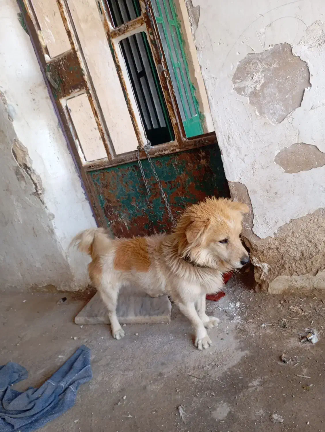 سگ پاکوتاه نر|سگ|خرم‌آباد, |دیوار