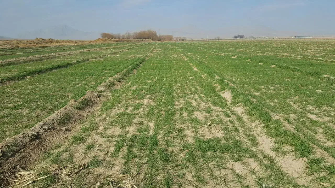 ۶۵۰۰ متر / سند تک برگ / مناسب احداث جایگاه سوخت|فروش زمین و ملک کلنگی|آق قلا, |دیوار