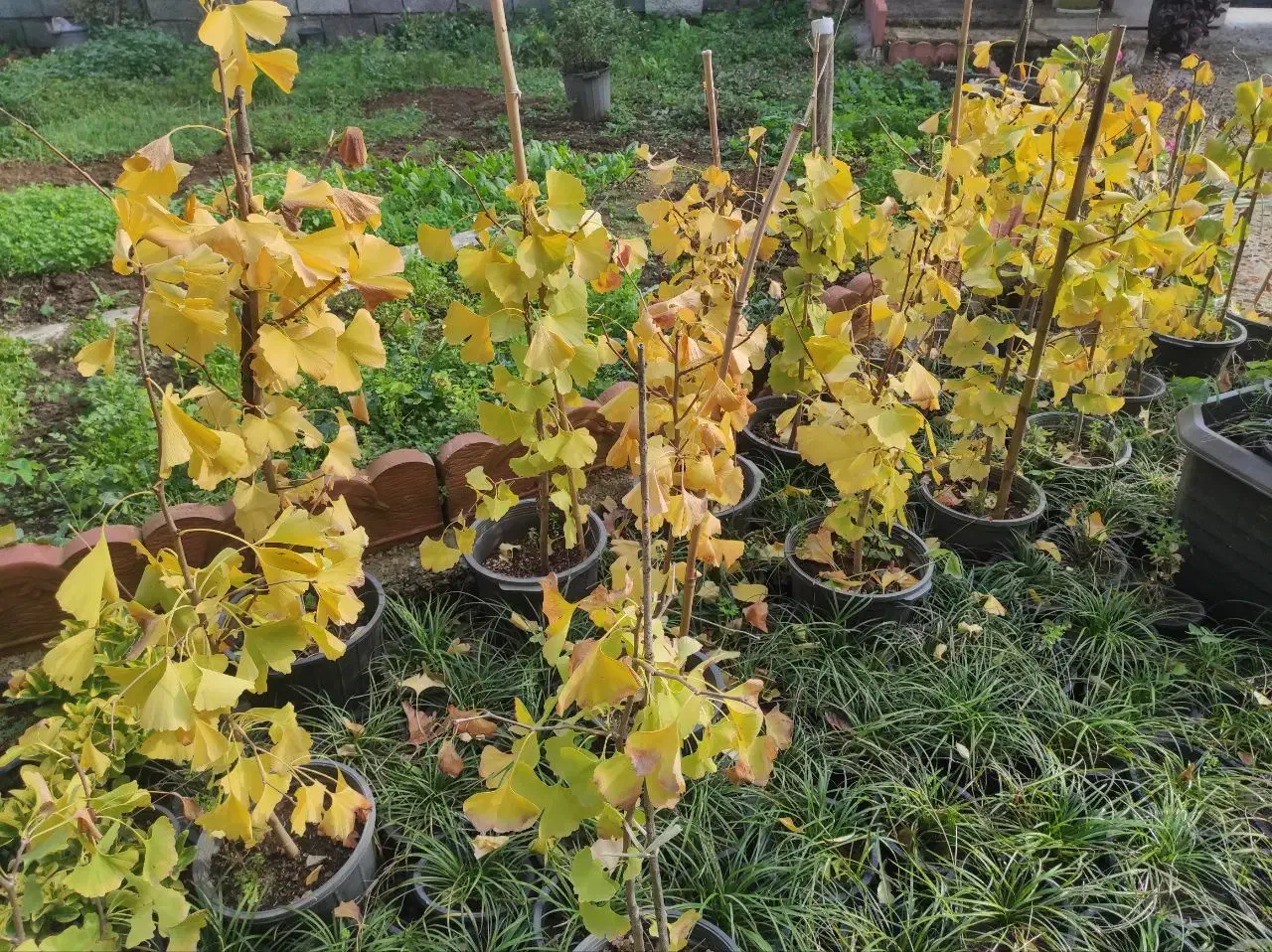 فروش جینگو|گل و گیاه طبیعی|چابکسر, |دیوار