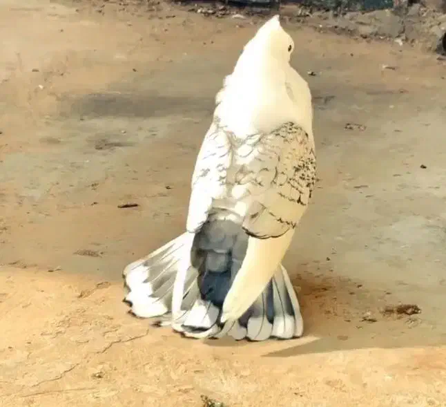 کبوتر ساتن|پرنده|بندر کنگان, |دیوار