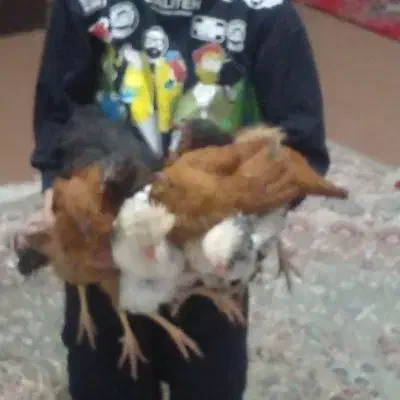 مرغ عشق|پرنده|مرودشت, مسجد رسول‎|دیوار