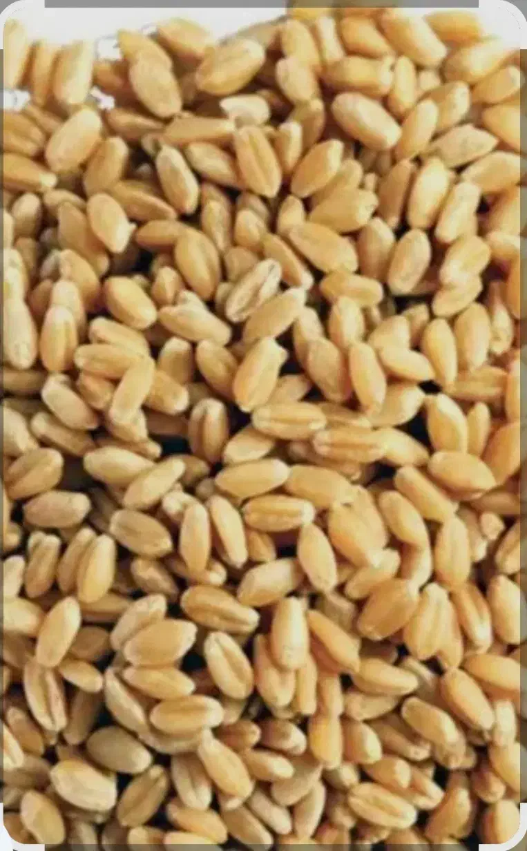 فروش بذر گندم رقم پیشگام|گل و گیاه طبیعی|پیرانشهر, |دیوار