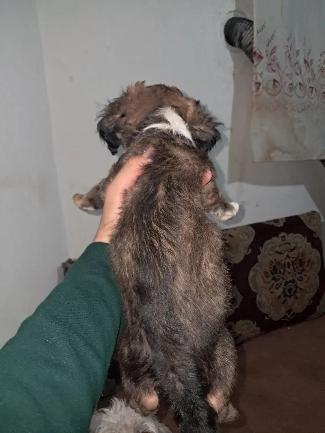 توله شیتزو|سگ|بیرجند, |دیوار