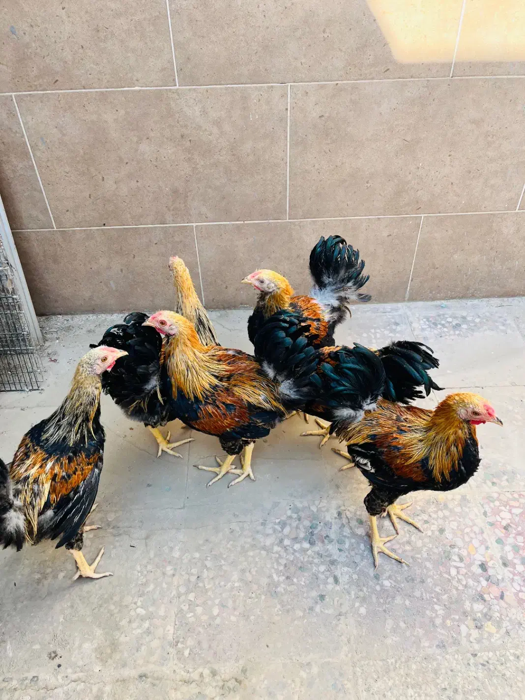 مرغ زینتی نژاد اورنج پنسلید|حیوانات مزرعه|بهبهان, |دیوار