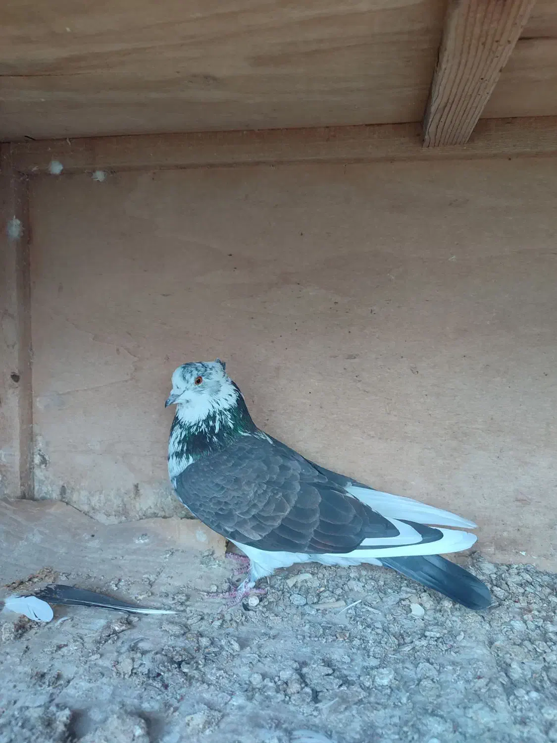 فروش کبوتر پرشی|پرنده|قائم‌شهر, |دیوار