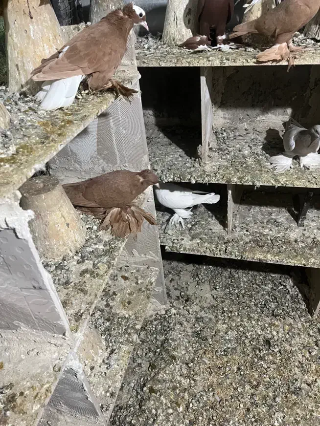 کبوتر|پرنده|تبریز, |دیوار