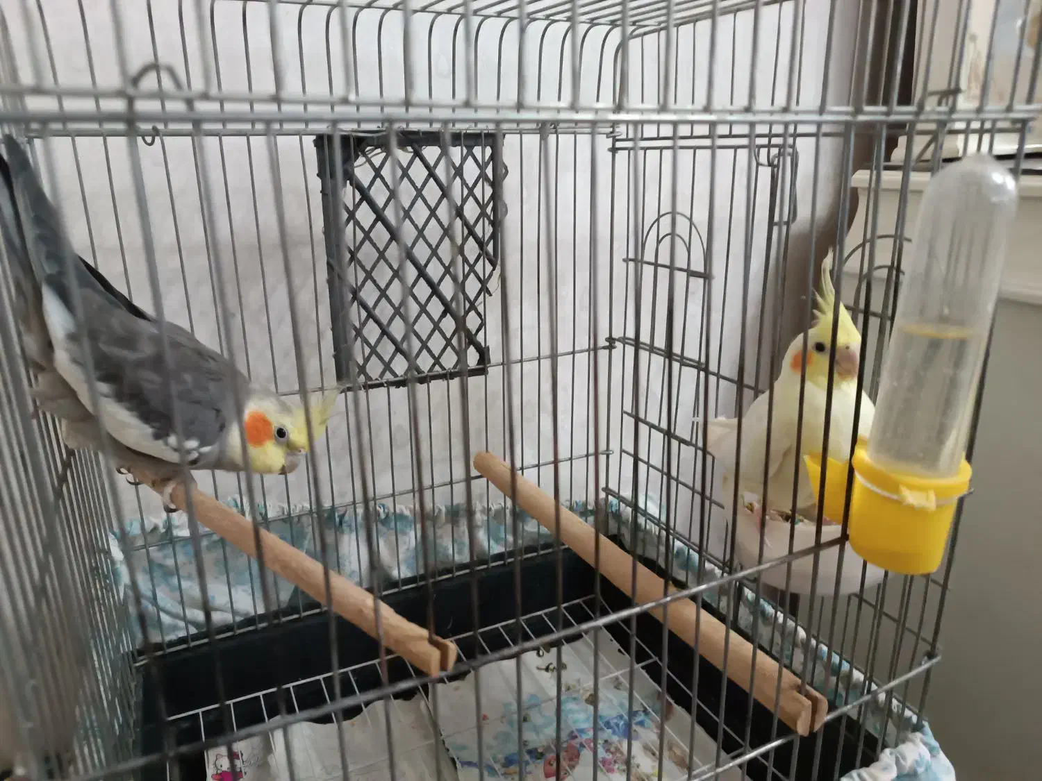 عروس هلندی|پرنده|خوی, |دیوار