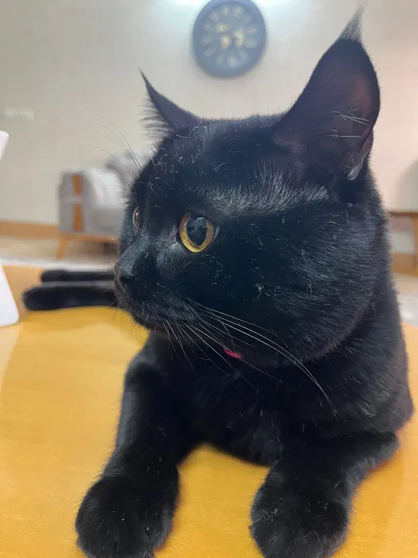 گربه|گربه|گنبد کاووس, |دیوار