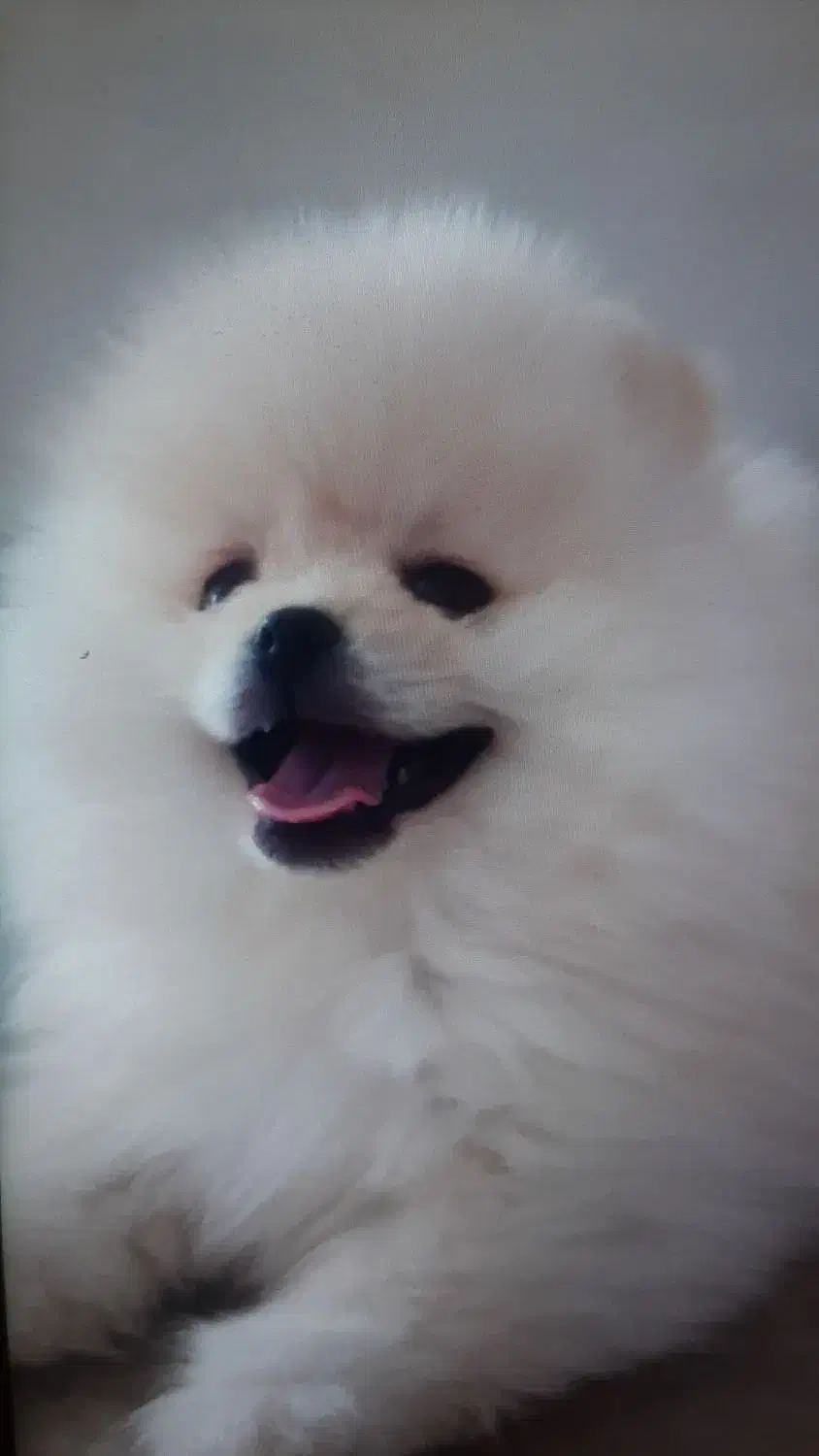 توله پامرانین نر خرسی اصیل ۶ماه|سگ|کرمانشاه, |دیوار