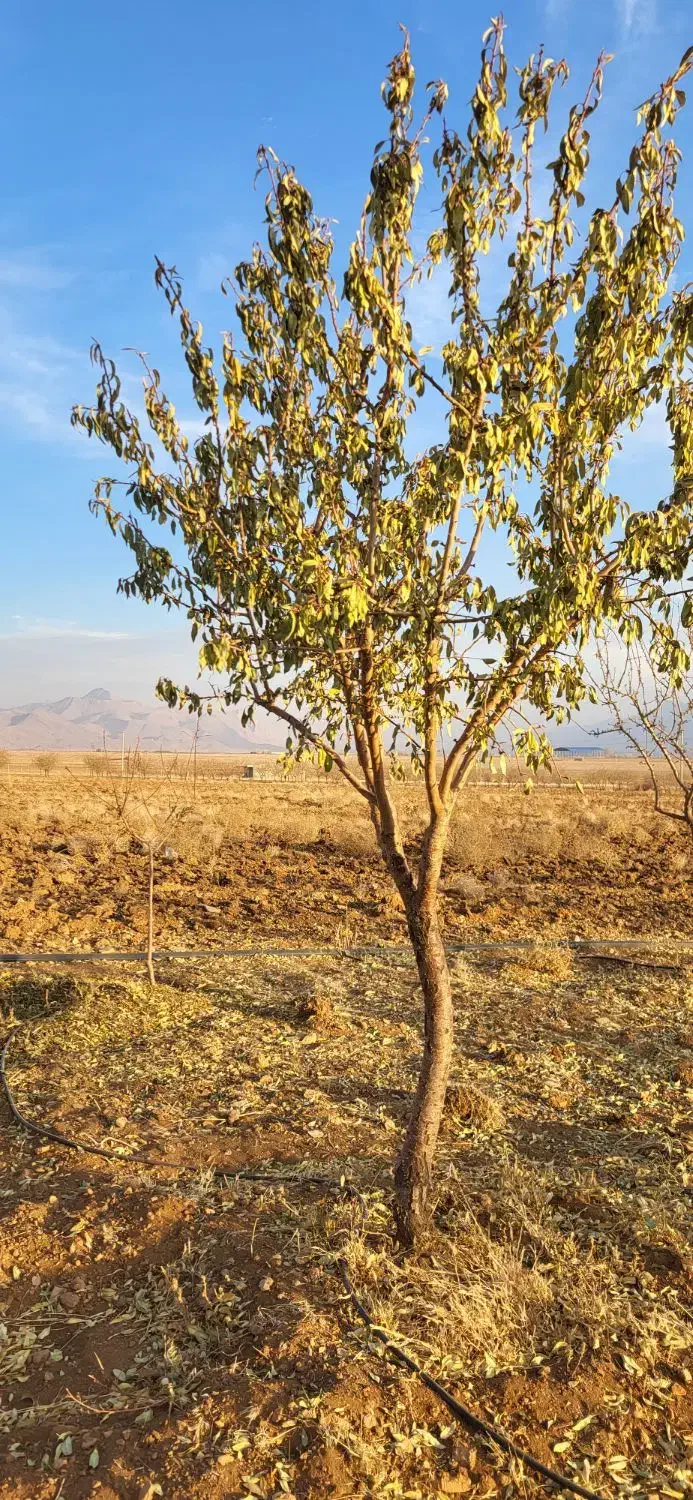 زمین کشاورزی|فروش زمین و ملک کلنگی|داران, |دیوار