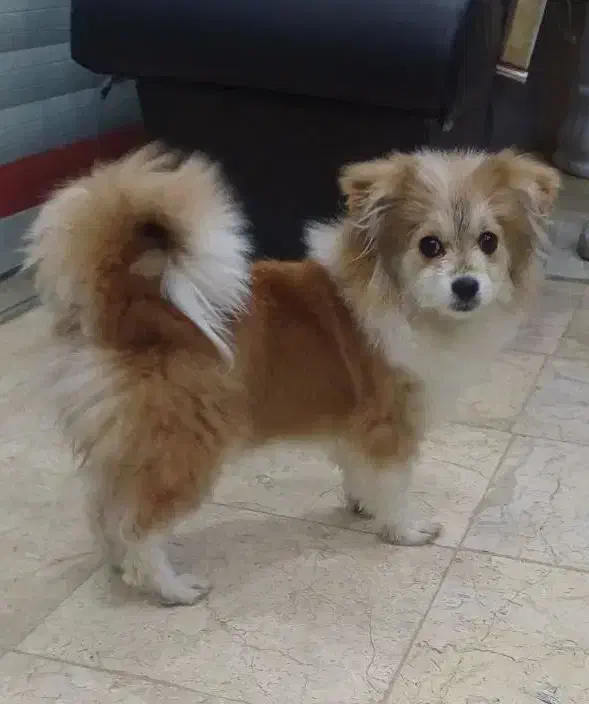 پامر|سگ|خمینی‌شهر, |دیوار