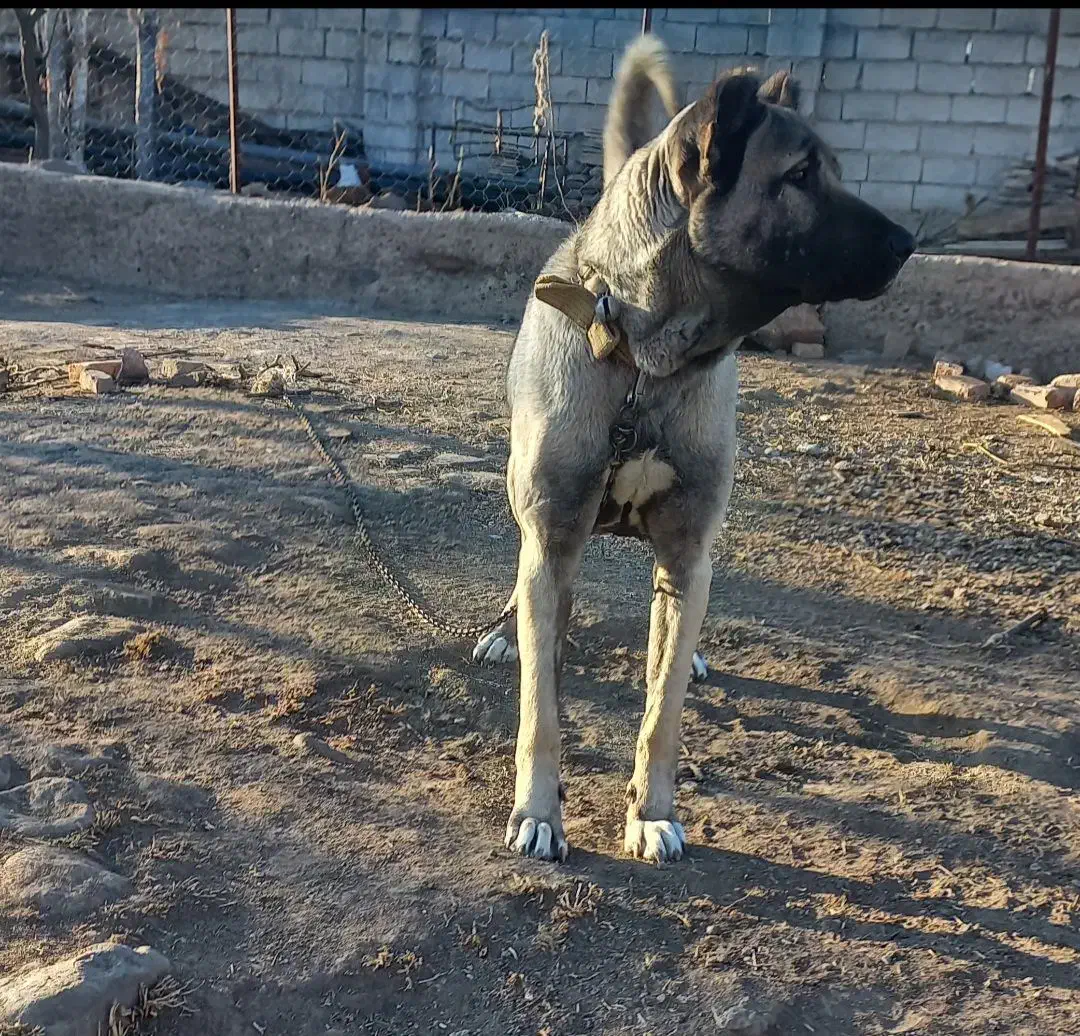 ماده سرابی|سگ|مشگین شهر, |دیوار