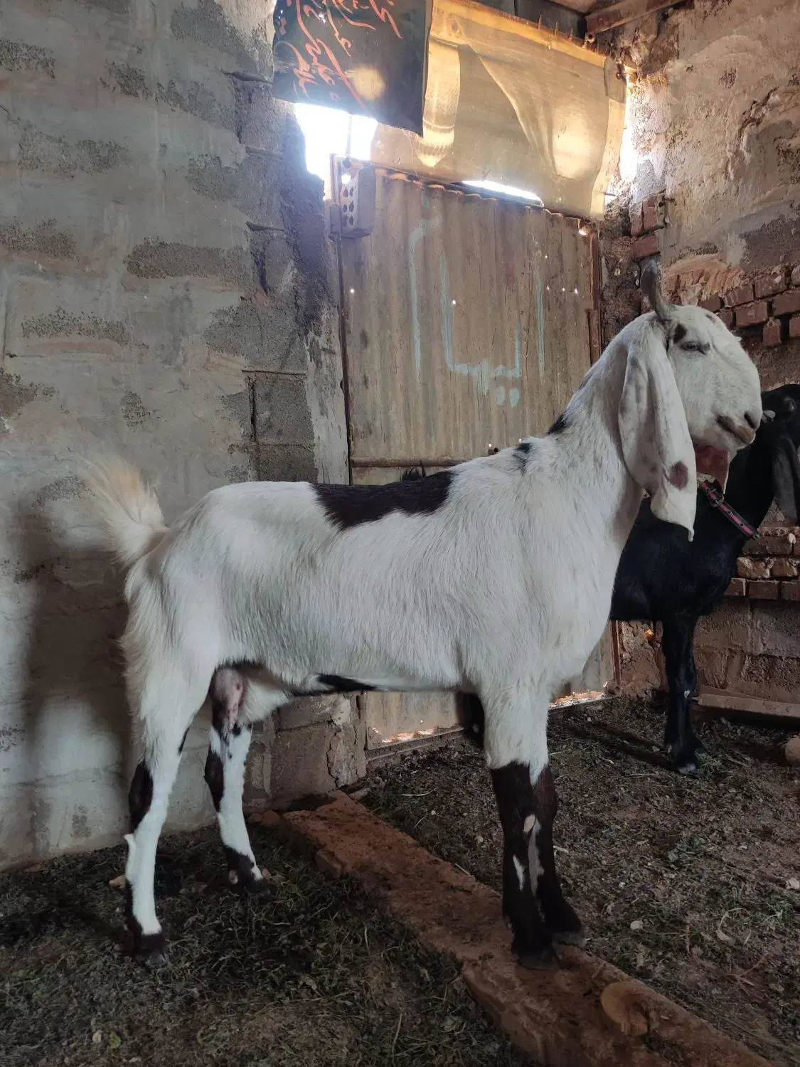 بز نجدی|حیوانات مزرعه|امیدیه, |دیوار