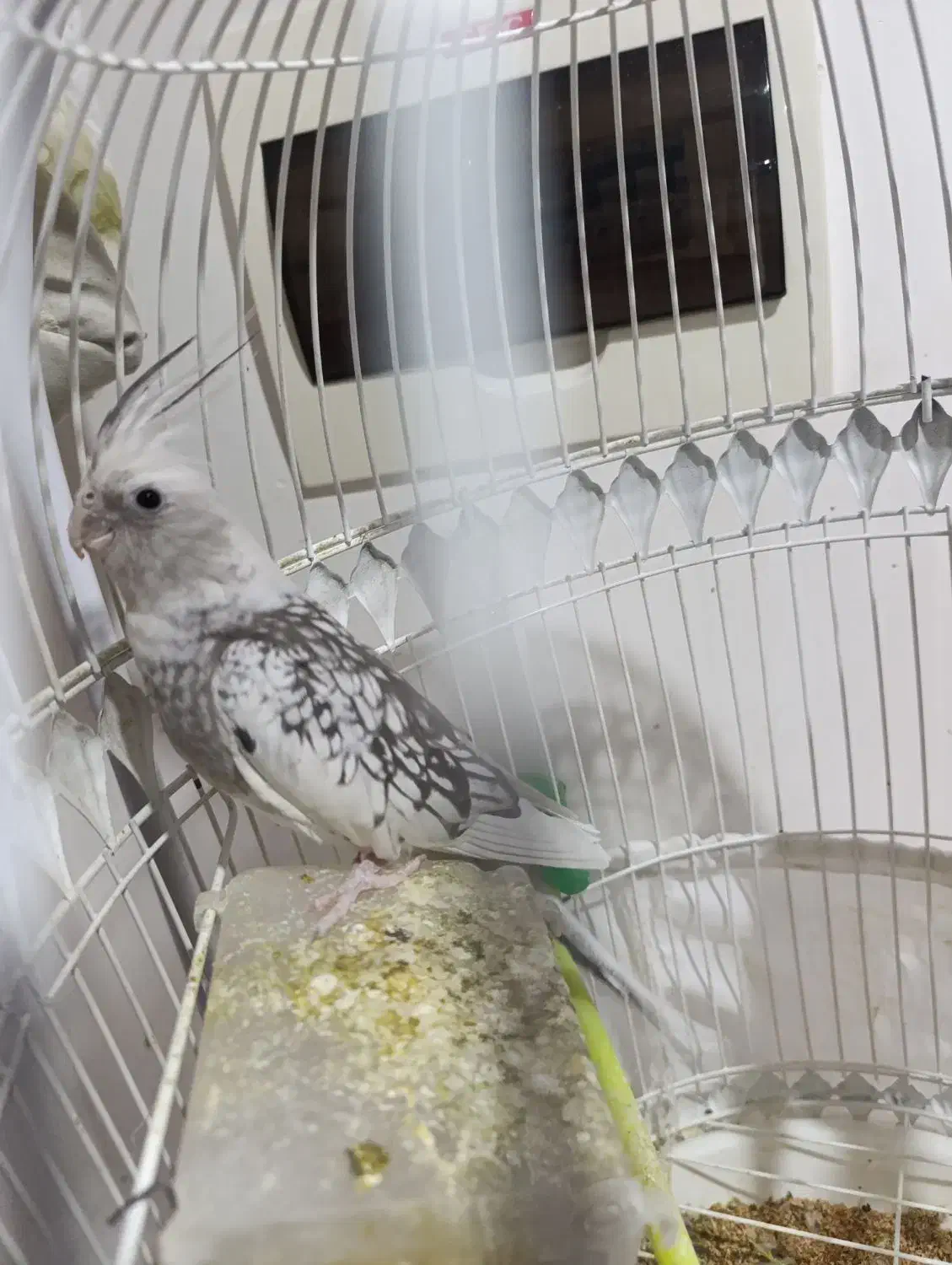 عروس هلندی|پرنده|گلبهار, شهر جدید گلبهار|دیوار