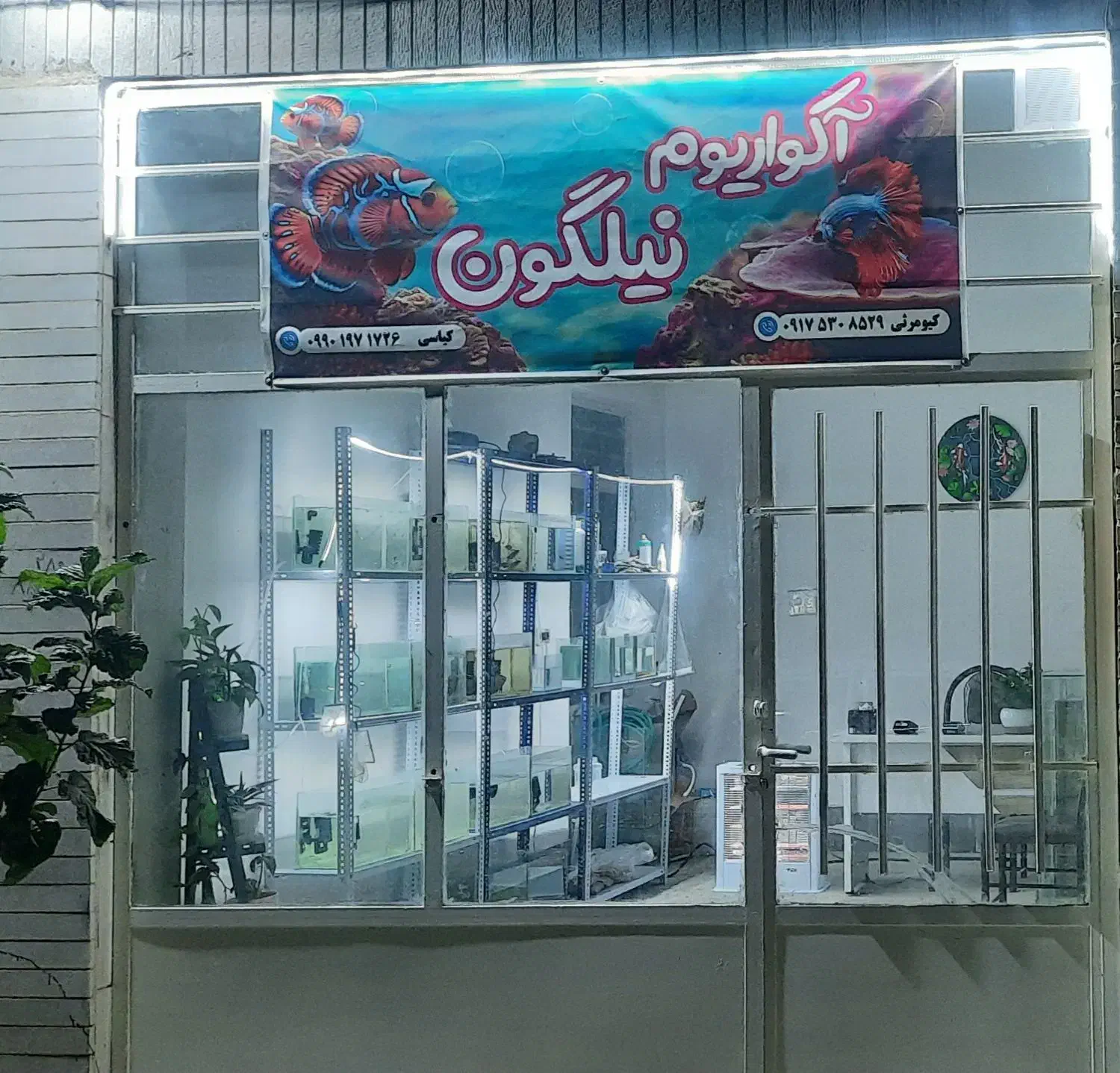 آکواریوم نیلگون|ماهی|آباده, |دیوار