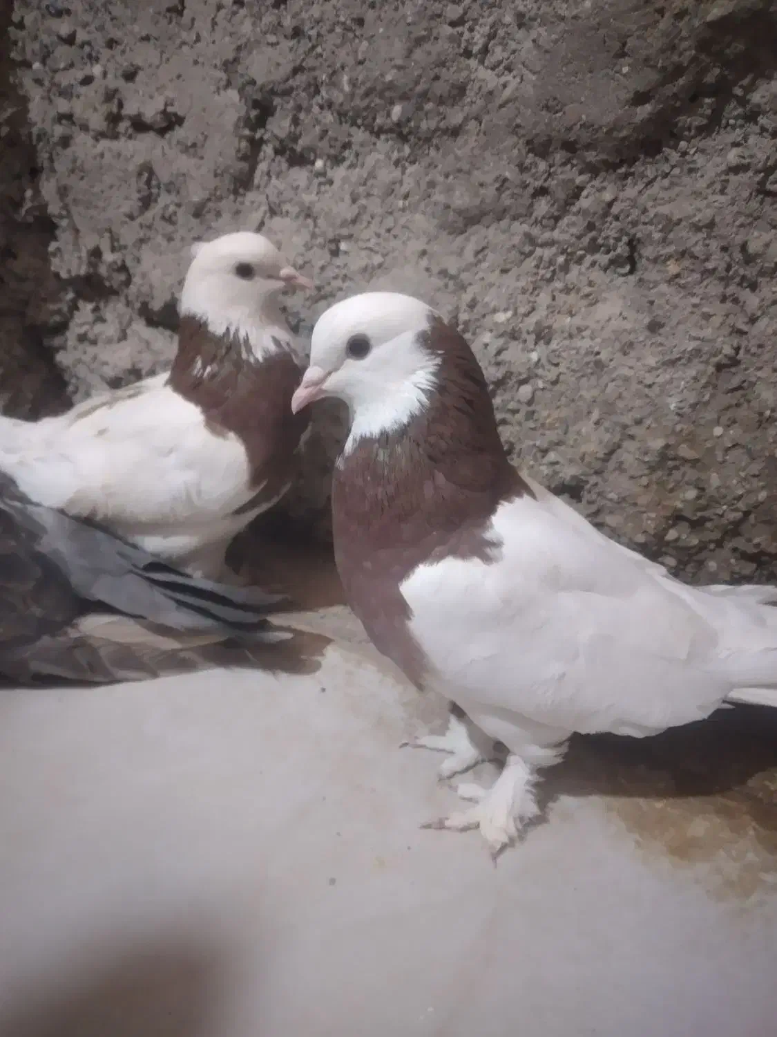 طوقی|پرنده|کرباسک, |دیوار