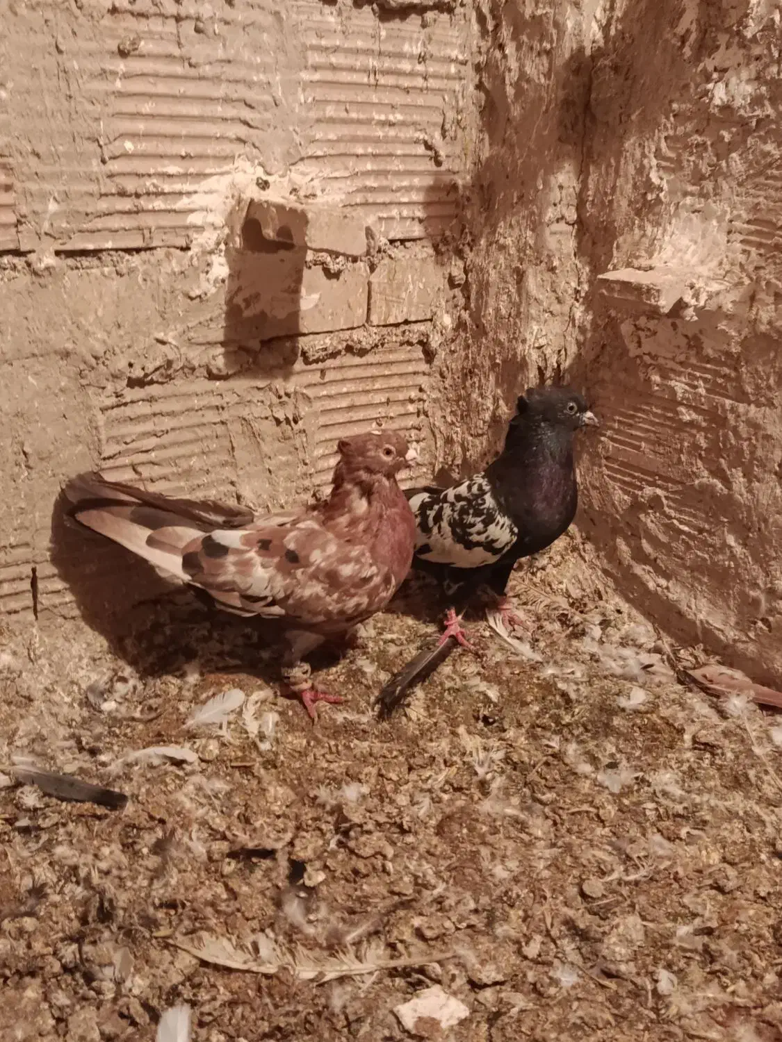 کبوتر پرشی|پرنده|درگز, |دیوار