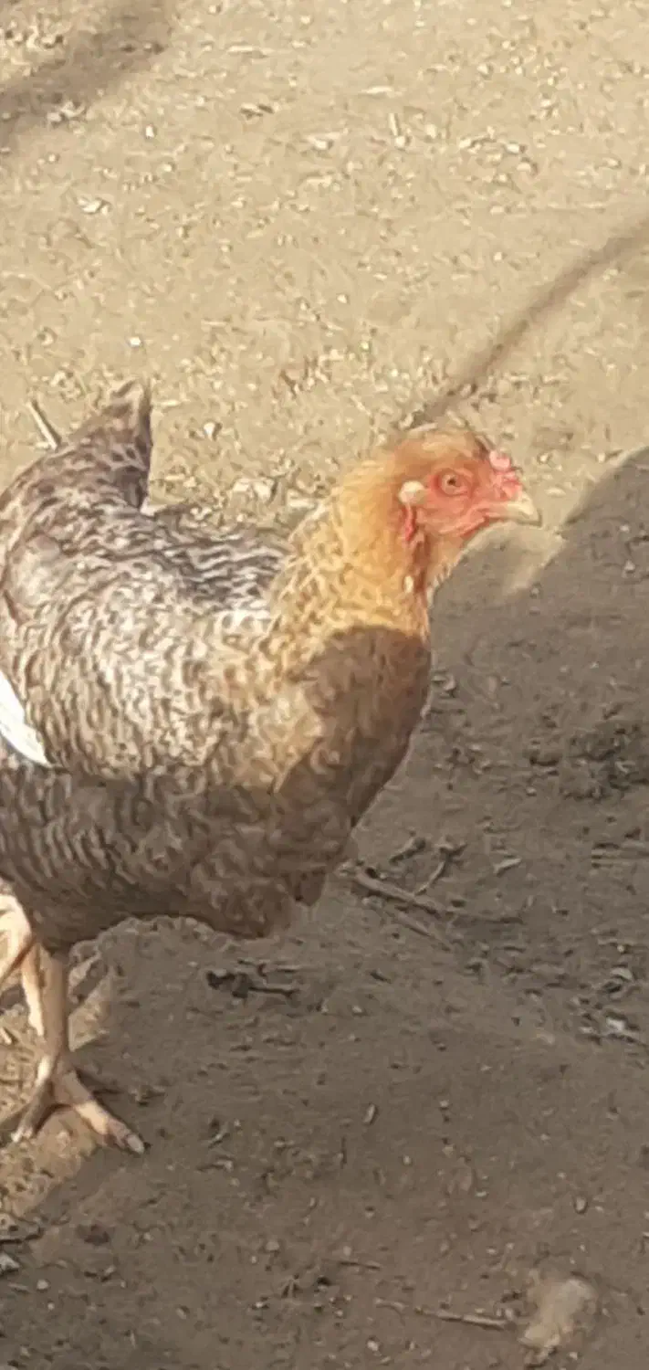 مرغ محلی درشت|حیوانات مزرعه|سرپل ذهاب, |دیوار