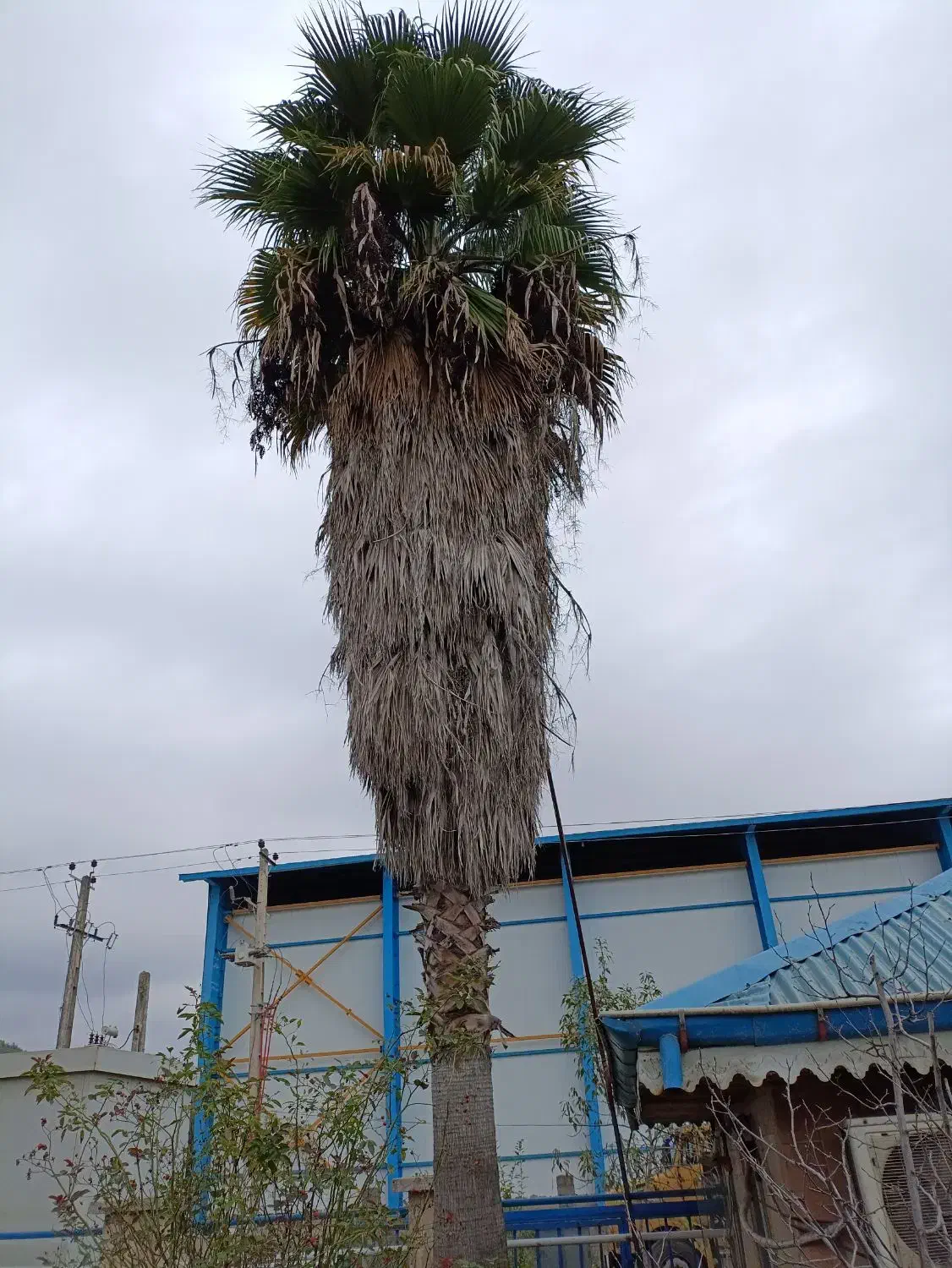 فروش 2 اصله درخت پالم تزیینی|گل و گیاه طبیعی|لیسار, |دیوار