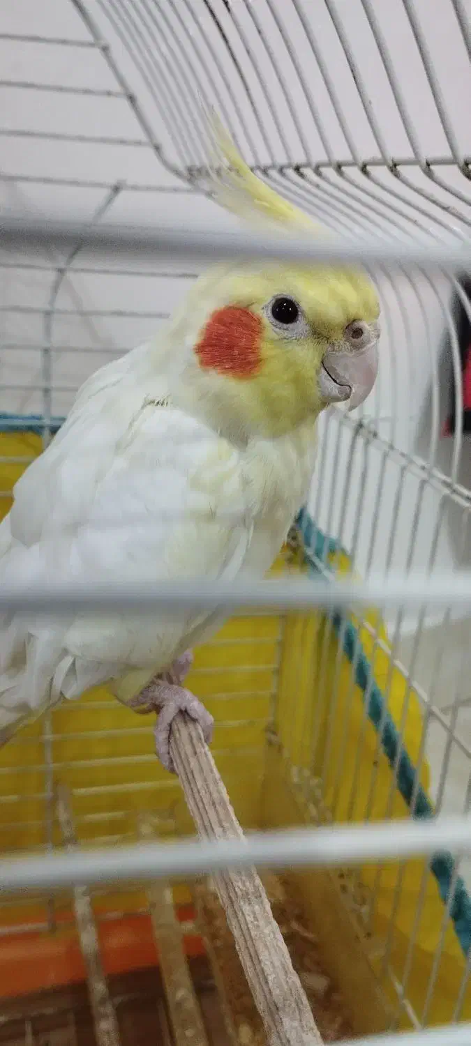 یک جفت عروس هلندی( نر و ماده )|پرنده|رشت, دیانتی|دیوار