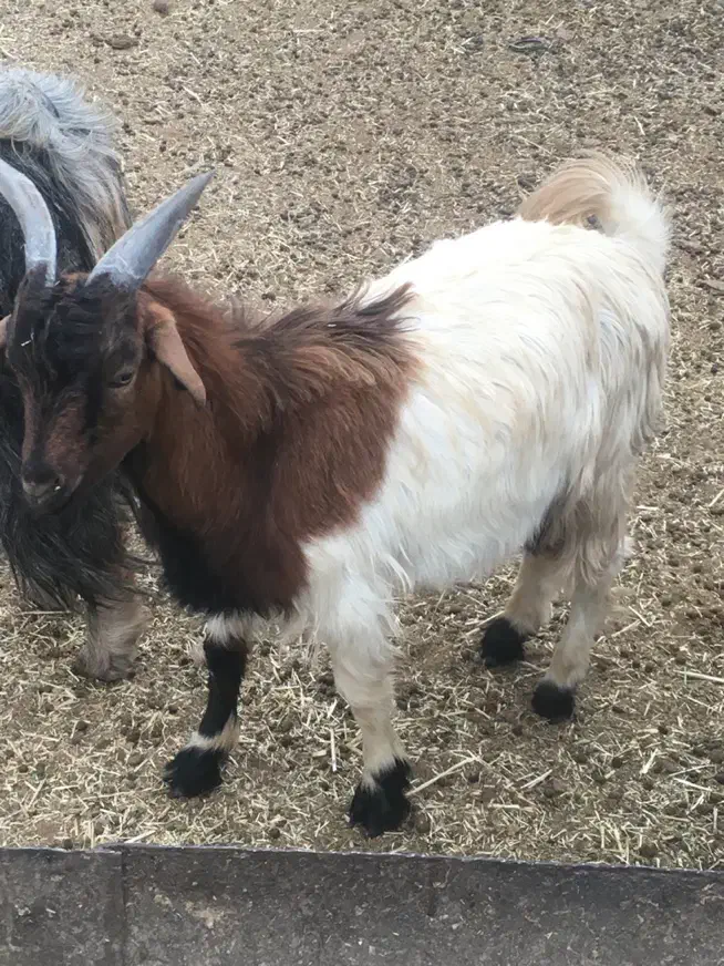 دوراس بزقاله نر دوراس بره ماده|حیوانات مزرعه|جوادآباد, |دیوار