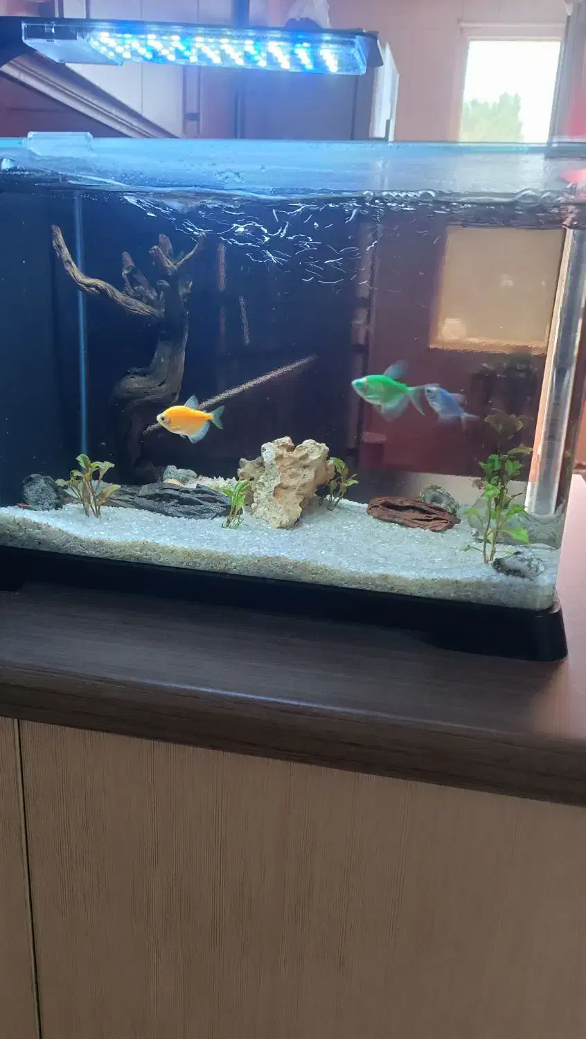دو عدد آکواریوم سالم با تعدادی ماهی|ماهی|ری, فیروزآباد|دیوار
