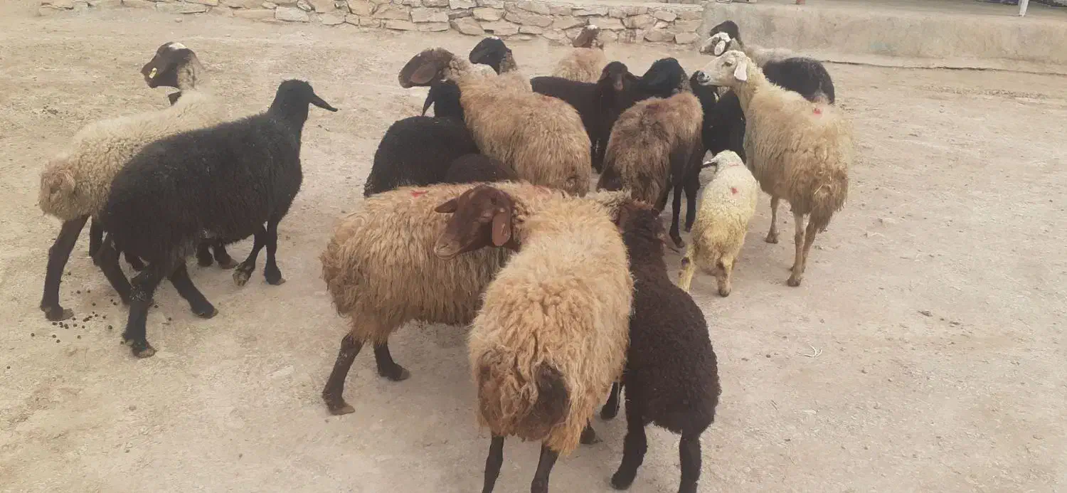 میش وبره|حیوانات مزرعه|اراک, |دیوار