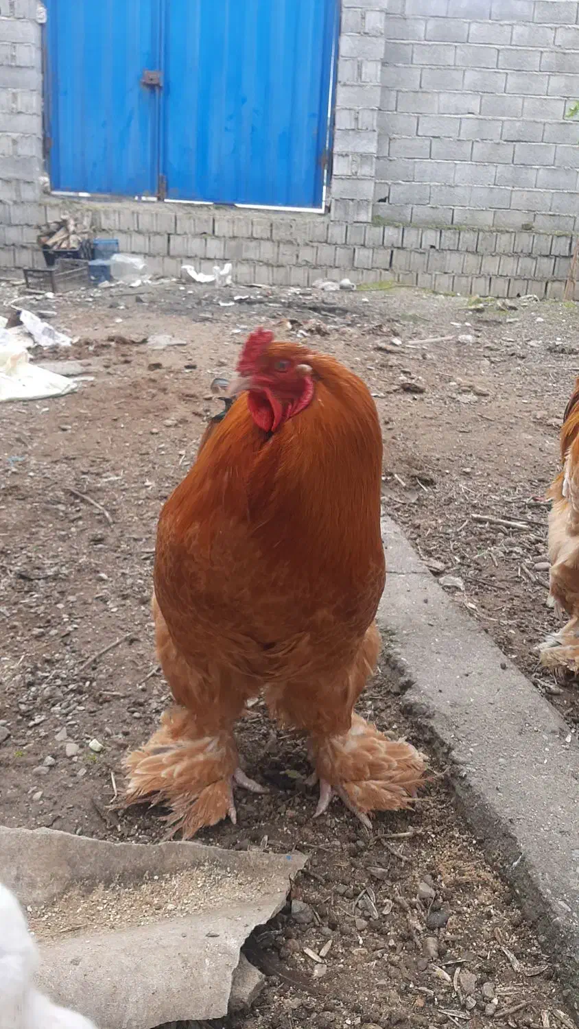 خروس برهما|حیوانات مزرعه|ساری, |دیوار