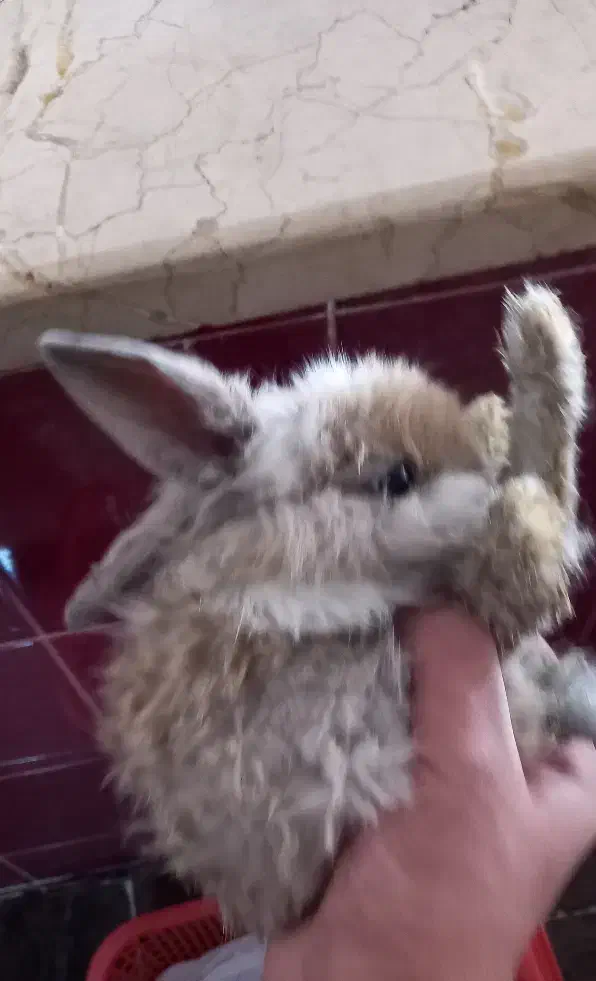 خرگوش لپی|موش و خرگوش|رفسنجان, |دیوار