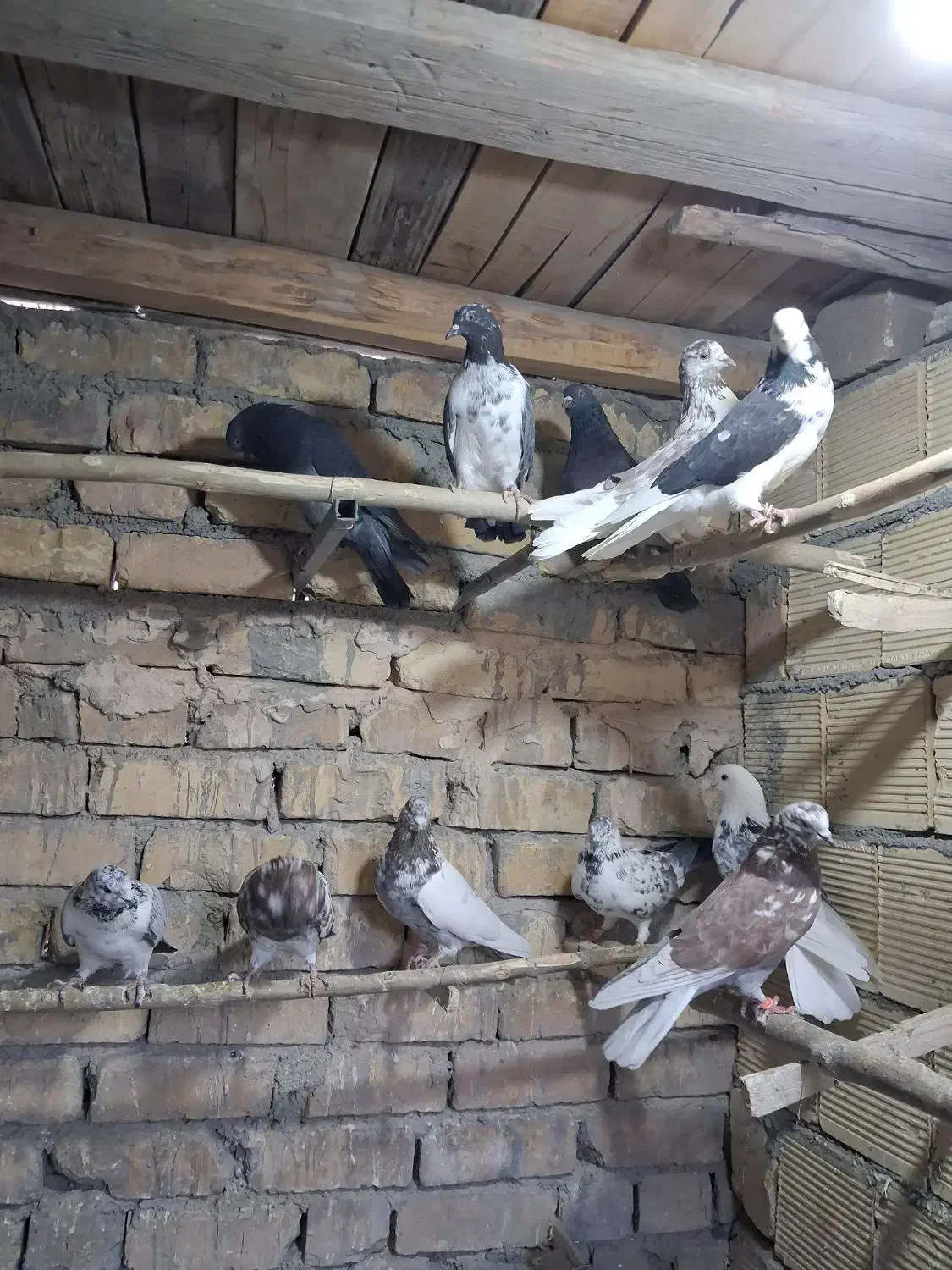 کبوتر .|پرنده|تهران, خاوران|دیوار