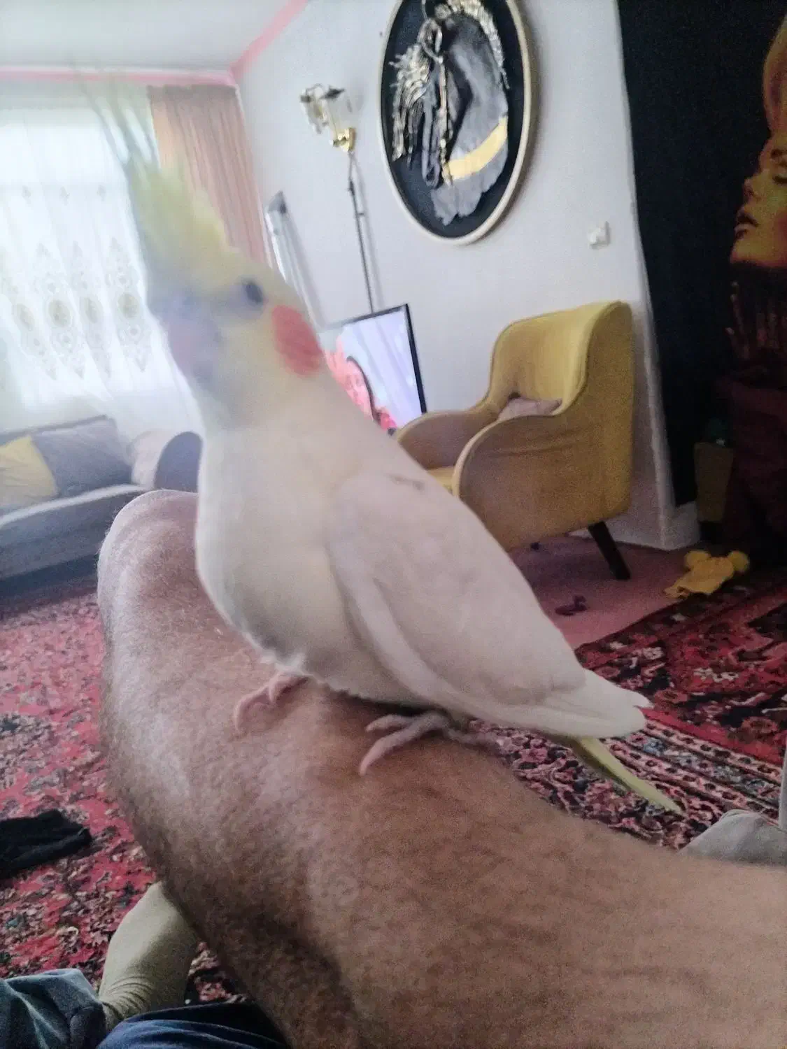 عروس هلندی|پرنده|میانه, |دیوار