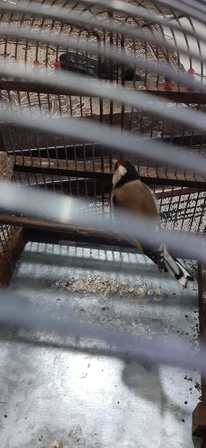 سهره|پرنده|بندر ماهشهر, |دیوار