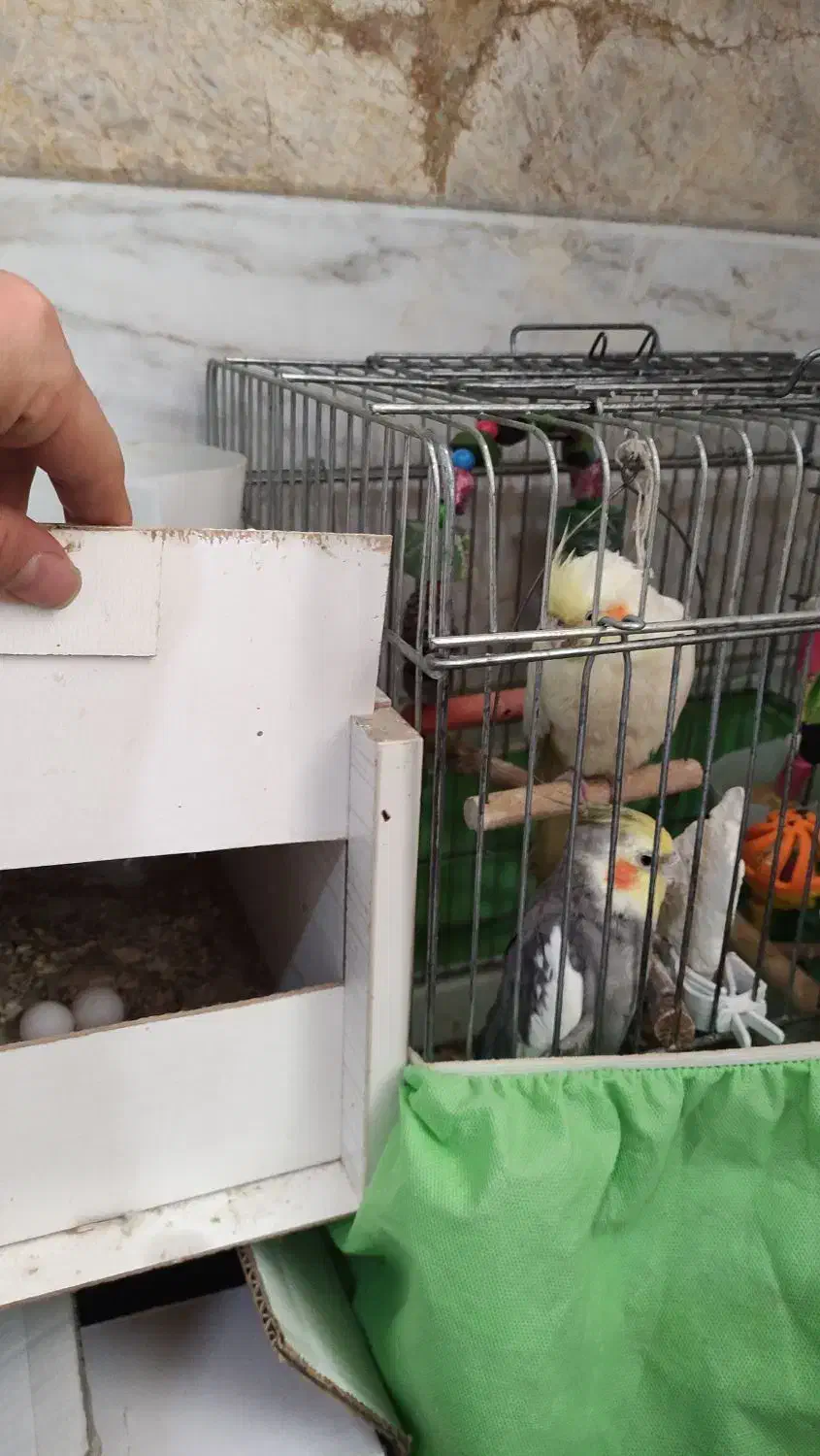 پرنده|پرنده|قم, نیروگاه|دیوار