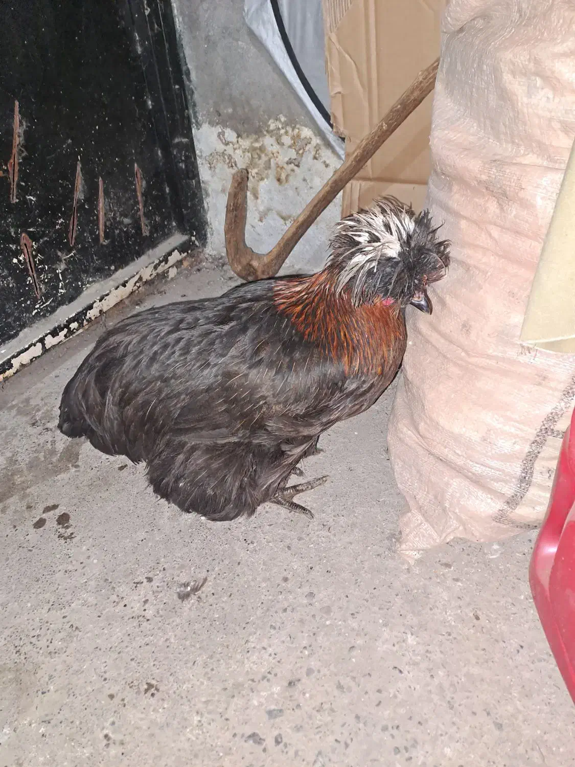 6عدد مرغ|حیوانات مزرعه|تنکابن, |دیوار