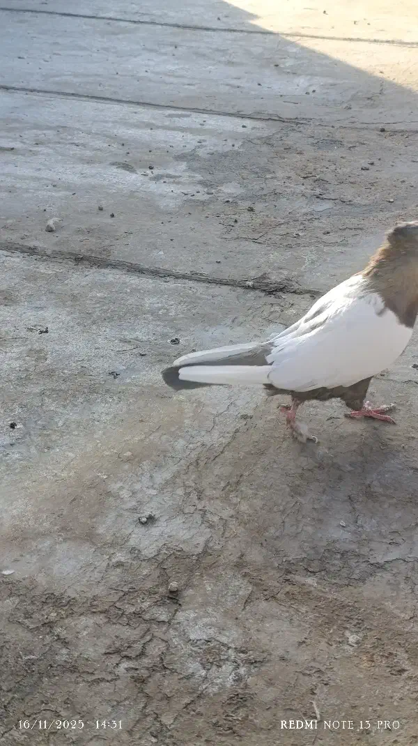 سینه موشکی ۵۵۰|پرنده|سبزوار, قصبه اب یمین|دیوار