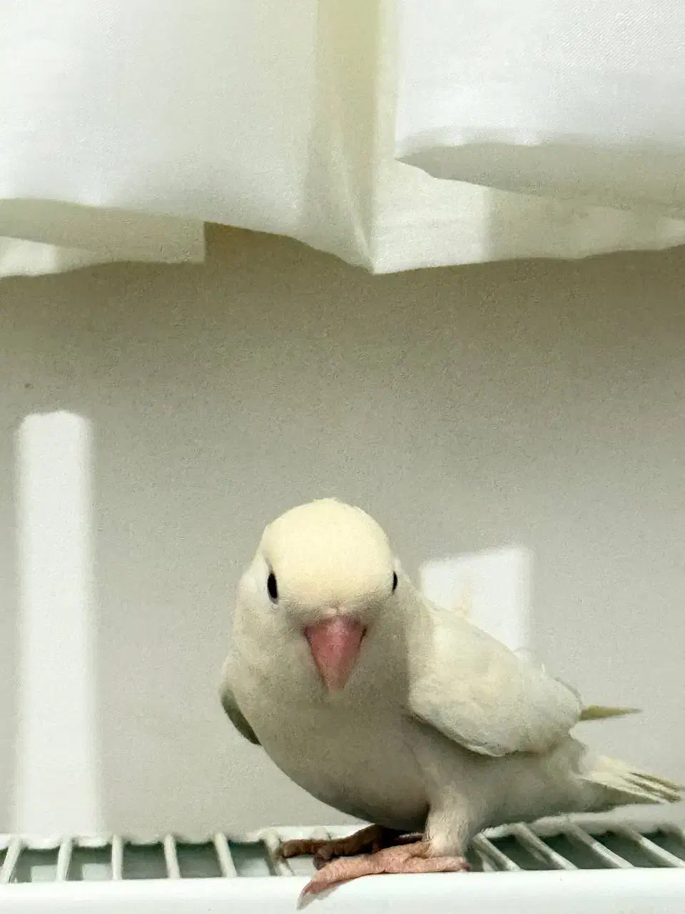 طوطی برزیلی|پرنده|خوانسار, |دیوار