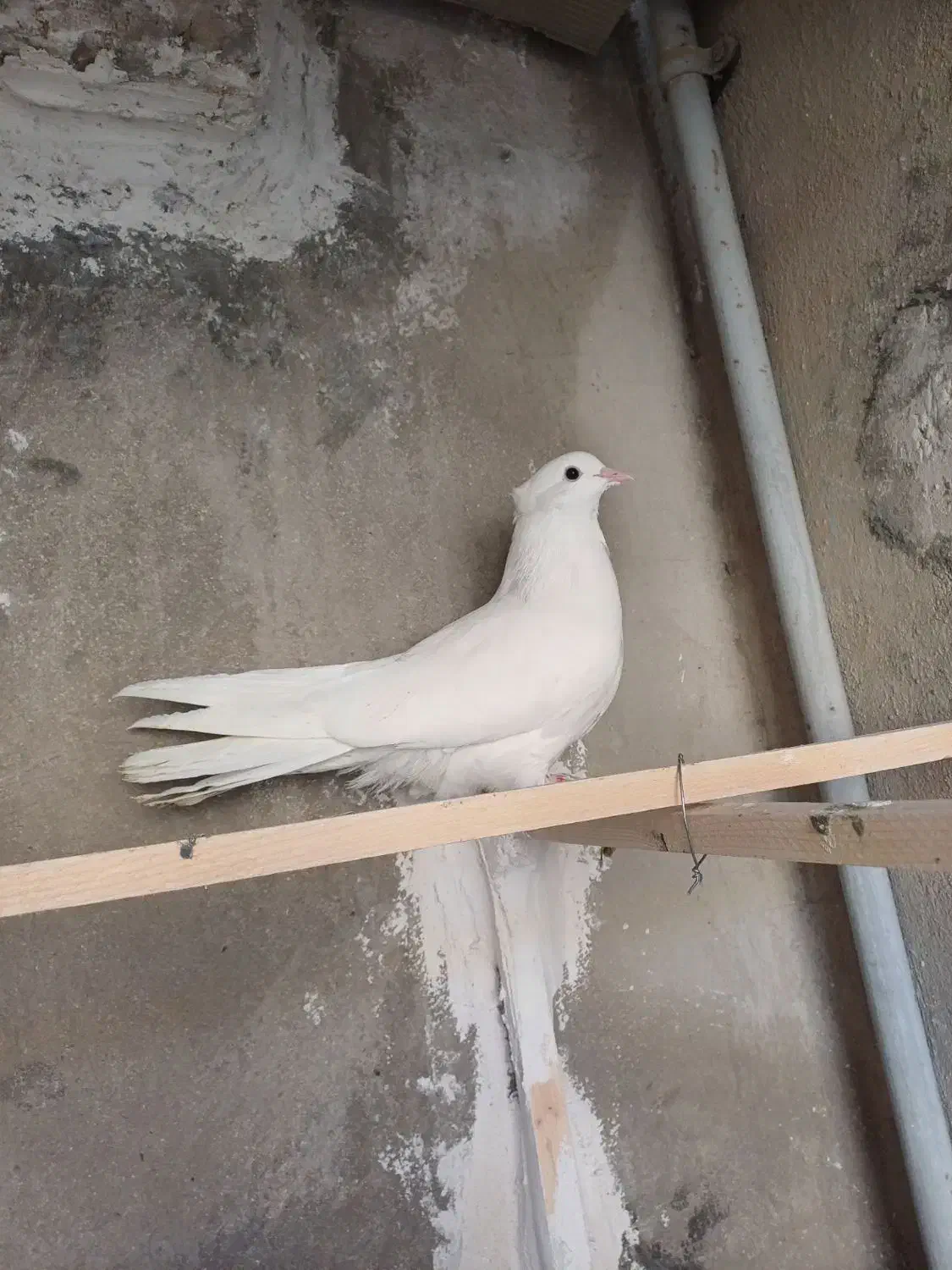 کفتر سفید کاکولی پاپر|پرنده|قلعه نو, |دیوار