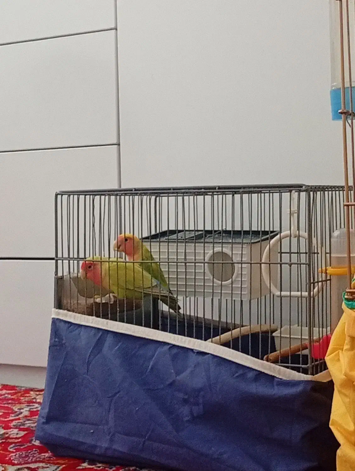 طوطی|پرنده|کامیاران, |دیوار