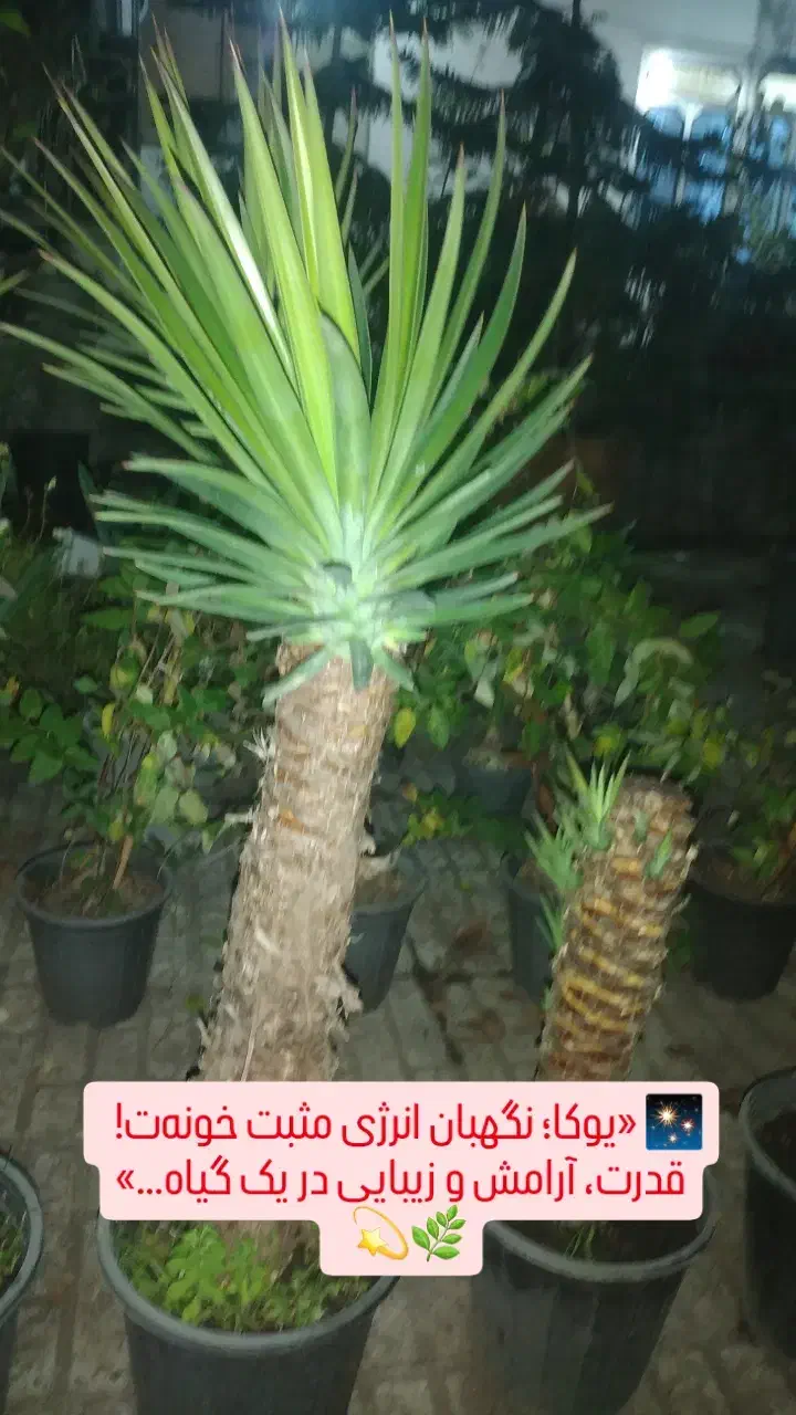 بونسای یوکا گونه خاص|گل و گیاه طبیعی|بندر انزلی, کوی آزادگان|دیوار