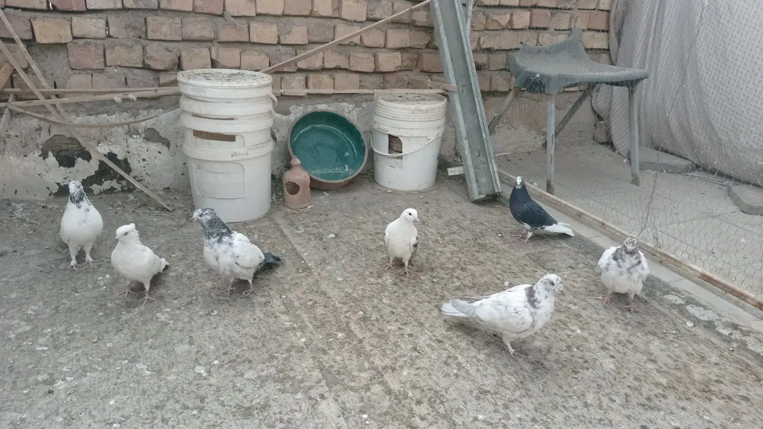 1.500.000|پرنده|کاشان, صفی آباد|دیوار