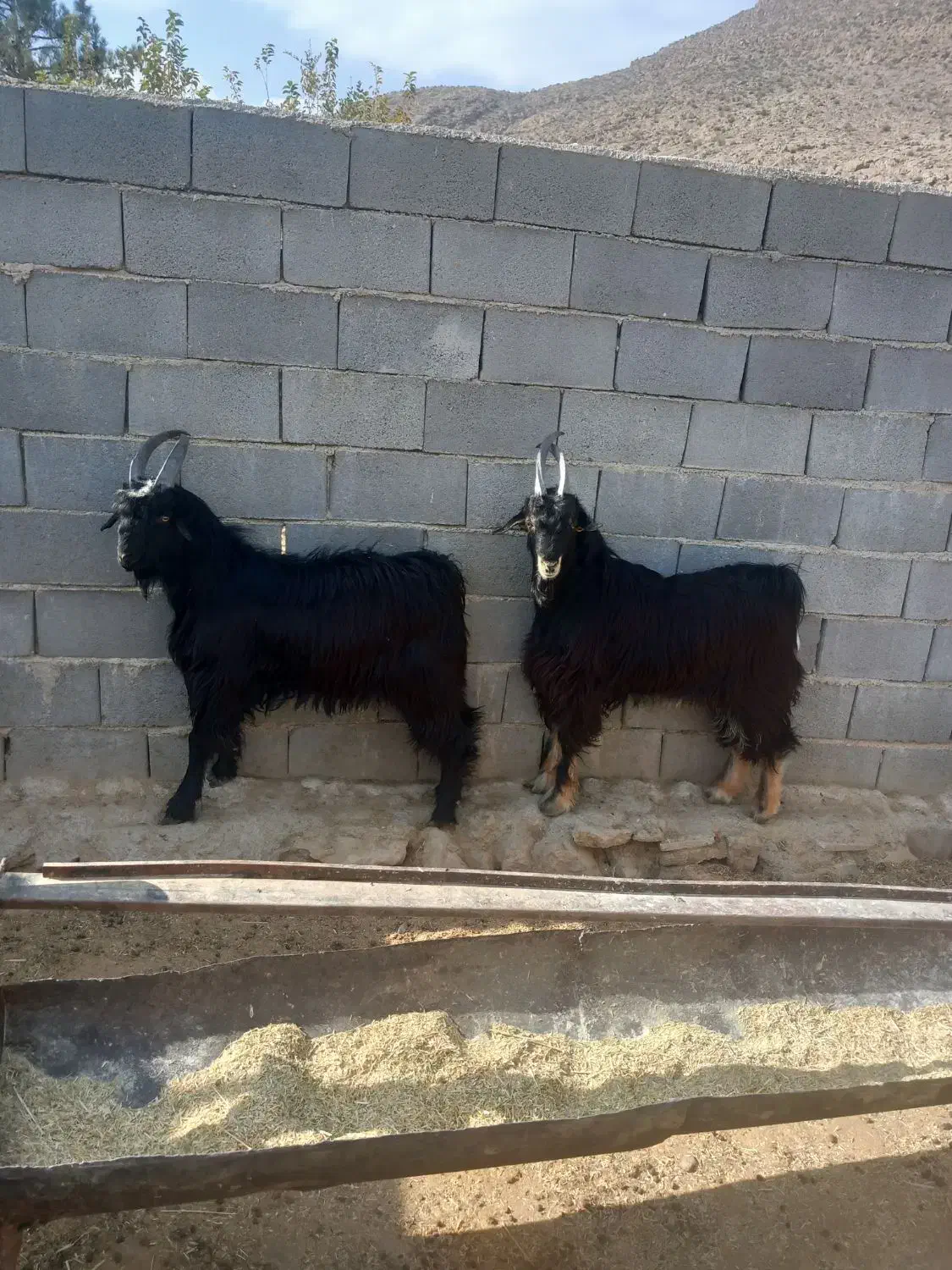 دوراس کهره بذری|حیوانات مزرعه|شیراز, گویم|دیوار