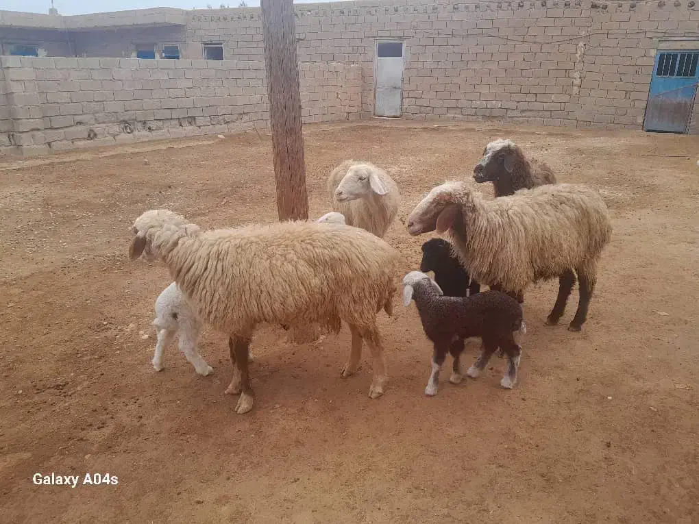 گوسفند مطافیل|حیوانات مزرعه|رامشیر, |دیوار