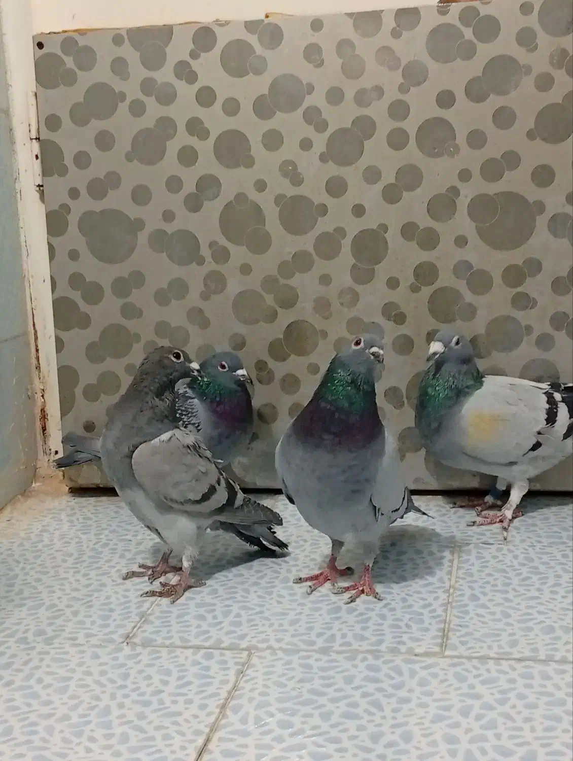 پلاکی|پرنده|ایلخچی, |دیوار