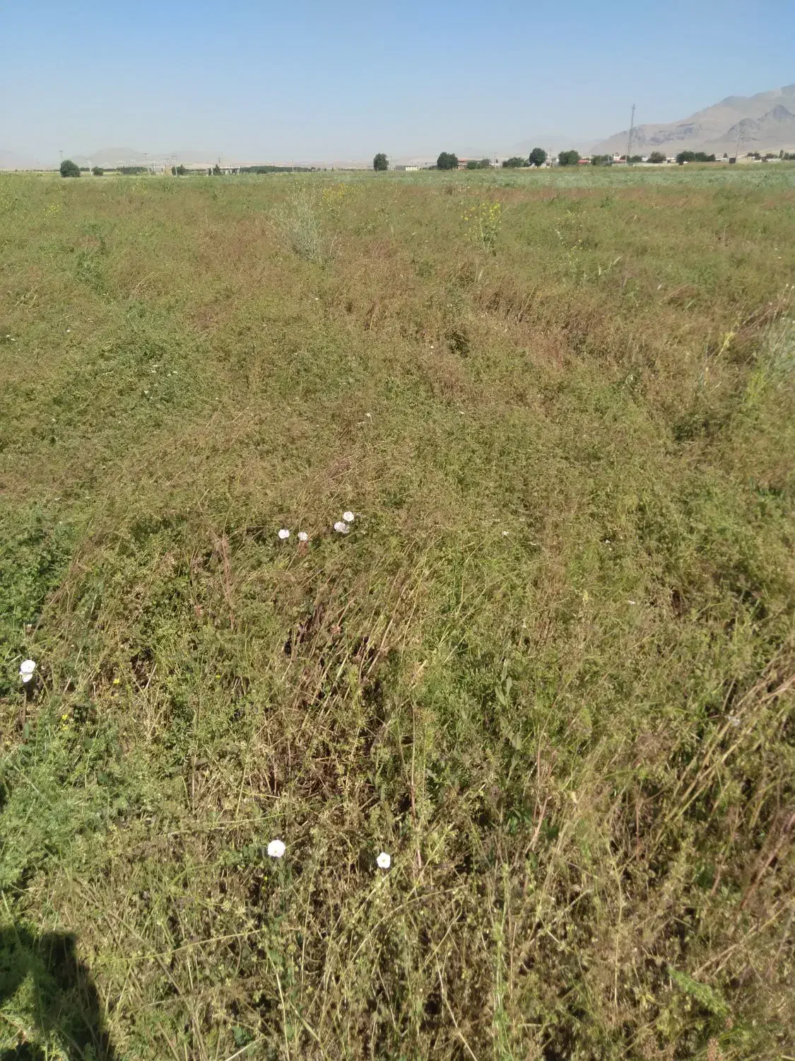 گندم و جو برای فروش|فعالیت داوطلبانه|خاوه, |دیوار